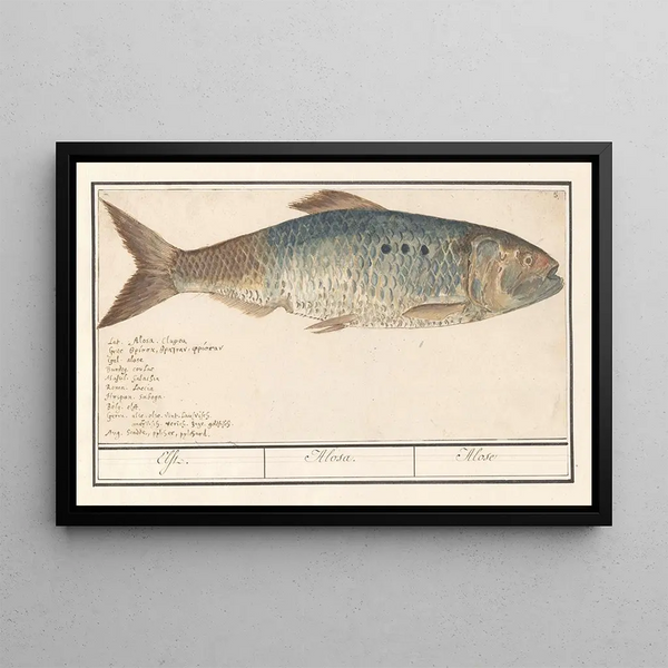 Alose Alosa alosa Alose Alosa - Anselmus Botius de Boodt — framed artwork on a wall