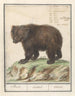 Bière bruine européenne Ursus artos Bearus Beir ursus Ours - Anselmus Botius de Boodt — artwork view
