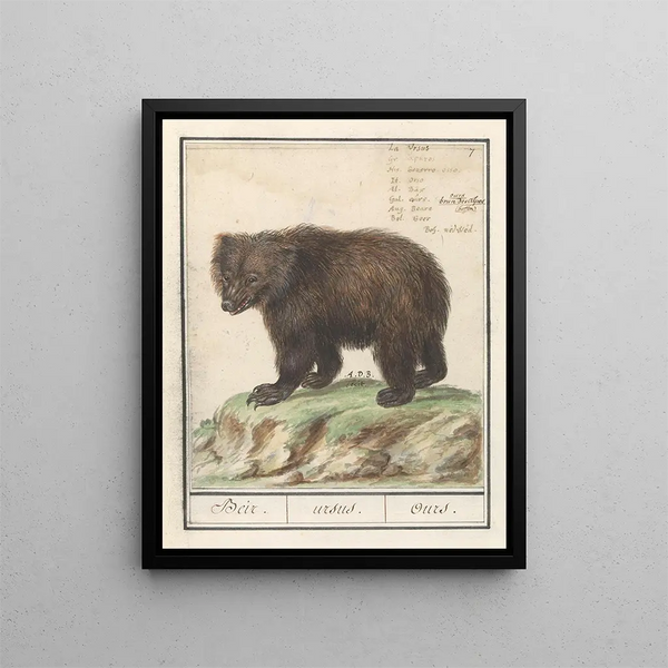 Bière bruine européenne Ursus artos Bearus Beir ursus Ours - Anselmus Botius de Boodt — framed artwork on a wall