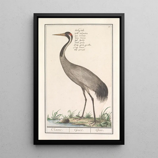 Anselmus Botius de Boodt - Europese kraanvogel Grus grus.webp