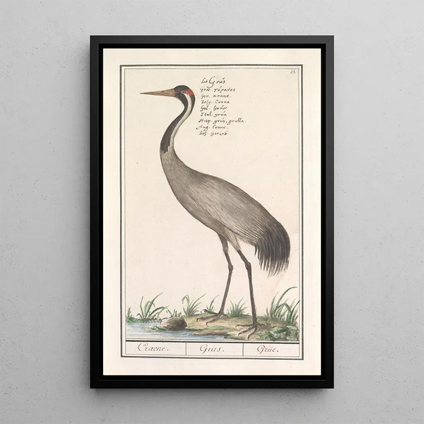 Reproduction of the painting Crane (Grus grus) by Anselmus Botius de Boodt