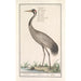 Reproduction of the painting Crane (Grus grus) by Anselmus Botius de Boodt