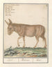 Ezel Donkey Cheval africain Ezel Donkey - Anselmus Botius de Boodt — artwork view