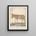 Ezel Donkey Cheval africain Ezel Donkey - Anselmus Botius de Boodt — framed artwork on a wall