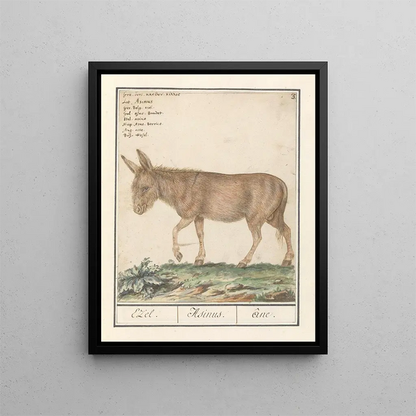 Ezel Donkey Cheval africain Ezel Donkey - Anselmus Botius de Boodt — framed artwork on a wall