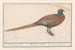 Pheasant Phasianus colchicus - Anselmus Botius de Boodt — artwork view