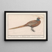 Pheasant Phasianus colchicus - Anselmus Botius de Boodt — framed artwork on a wall