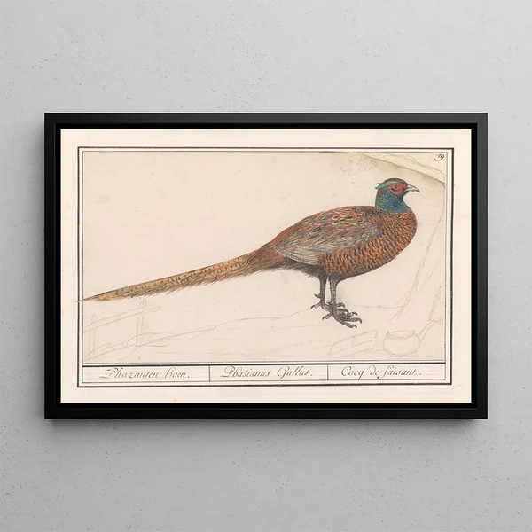 Pheasant Phasianus colchicus - Anselmus Botius de Boodt — framed artwork on a wall