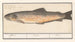 Trout Salmo trutta - Anselmus Botius de Boodt — artwork view