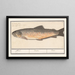 Trout Salmo trutta - Anselmus Botius de Boodt — framed artwork on a wall