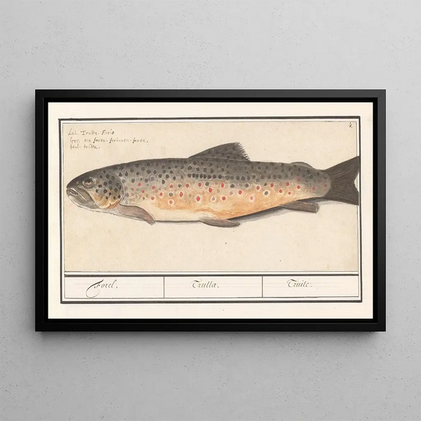 Trout Salmo trutta - Anselmus Botius de Boodt — framed artwork on a wall