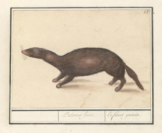 Fret putois - Anselmus Botius de Boodt — artwork view