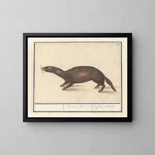 Ferret - Anselmus Botius de Boodt — framed artwork on a wall