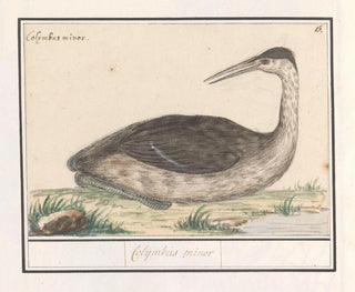 Fou de Bassan - Anselmus Botius de Boodt — artwork view