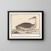 Fou de Bassan - Anselmus Botius de Boodt — framed artwork on a wall