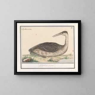 Fou de Bassan - Anselmus Botius de Boodt — framed artwork on a wall