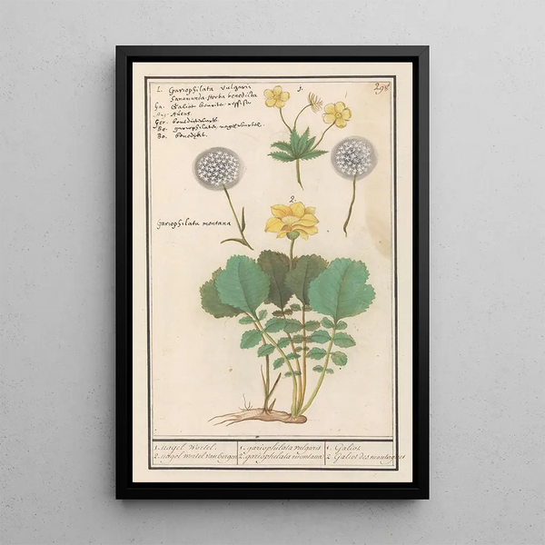 Reproduction of the painting Benoîte commune Geum urbanum et benoîte des Alpes Geum montanum - Anselmus Botius de Boodt