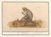 Suricate green Chlorocebus sabaeus Callitrix Callitriche - Anselmus Botius de Boodt — artwork view