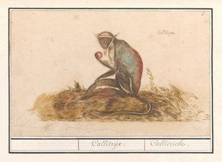 Suricate green Chlorocebus sabaeus Callitrix Callitriche - Anselmus Botius de Boodt — artwork view
