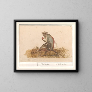 Suricate green Chlorocebus sabaeus Callitrix Callitriche - Anselmus Botius de Boodt — framed artwork on a wall