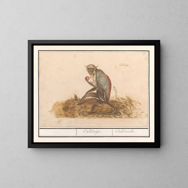 Suricate green Chlorocebus sabaeus Callitrix Callitriche - Anselmus Botius de Boodt — framed artwork on a wall