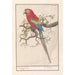Ara macao - Anselmus Botius de Boodt — artwork view