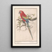 Ara macao - Anselmus Botius de Boodt — framed artwork on a wall
