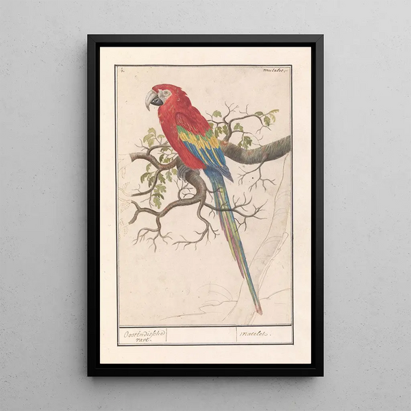 Ara macao - Anselmus Botius de Boodt — framed artwork on a wall