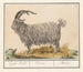 Bouc - Anselmus Botius de Boodt — artwork view
