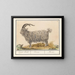 Bouc - Anselmus Botius de Boodt — framed artwork on a wall