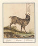 Geit Capra hircus Geijte Capra Goat - Anselmus Botius de Boodt — artwork view