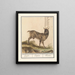 Geit Capra hircus Geijte Capra Goat - Anselmus Botius de Boodt — framed artwork on a wall