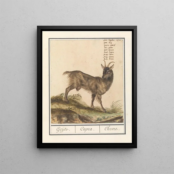 Geit Capra hircus Geijte Capra Goat - Anselmus Botius de Boodt — framed artwork on a wall