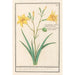 Lys jaune Lilium - Anselmus Botius de Boodt — artwork view