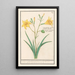 Lys jaune Lilium - Anselmus Botius de Boodt — framed artwork on a wall