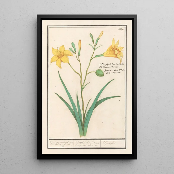 Lys jaune Lilium - Anselmus Botius de Boodt — framed artwork on a wall