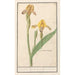 Iris yellow Iris pseudacorus yellow iris variegated yellow iris variegated - Anselmus Botius de Boodt — artwork view