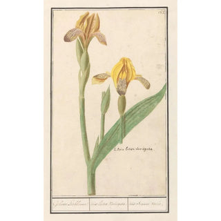 Anselmus Botius de Boodt - Gele lis Iris pseudacorus Geluwe Lisbloeme iris lutea Variegata iris Jeaune varie.webp