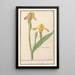 Iris yellow Iris pseudacorus yellow iris variegated yellow iris variegated - Anselmus Botius de Boodt — framed artwork on a wall