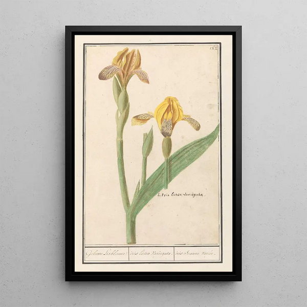 Iris yellow Iris pseudacorus yellow iris variegated yellow iris variegated - Anselmus Botius de Boodt — framed artwork on a wall