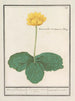Nuphar lutea yellow chubby water flowers of the Ranunculus lusitanus Clusii marsh marigold - Anselmus Botius de Boodt — artwork view