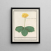Nuphar lutea yellow chubby water flowers of the Ranunculus lusitanus Clusii marsh marigold - Anselmus Botius de Boodt — framed artwork on a wall