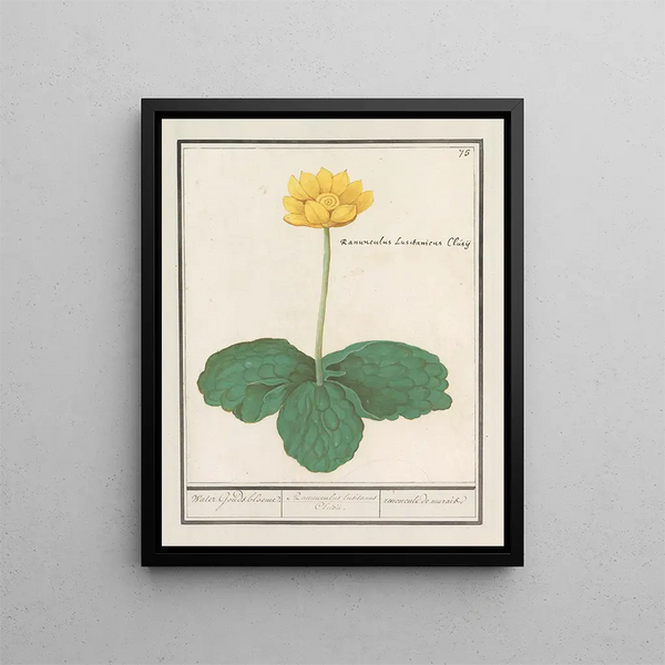 Nuphar lutea yellow chubby water flowers of the Ranunculus lusitanus Clusii marsh marigold - Anselmus Botius de Boodt — framed artwork on a wall