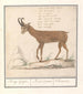 Gemmes Rupicapra rupicapra Berg Geijte Rupi Capra Chamois - Anselmus Botius de Boodt — artwork view