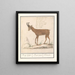 Gemmes Rupicapra rupicapra Berg Geijte Rupi Capra Chamois - Anselmus Botius de Boodt — framed artwork on a wall