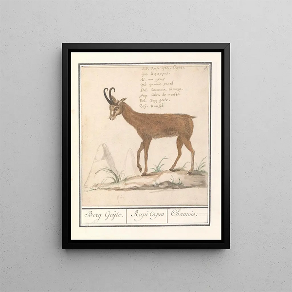 Gemmes Rupicapra rupicapra Berg Geijte Rupi Capra Chamois - Anselmus Botius de Boodt — framed artwork on a wall