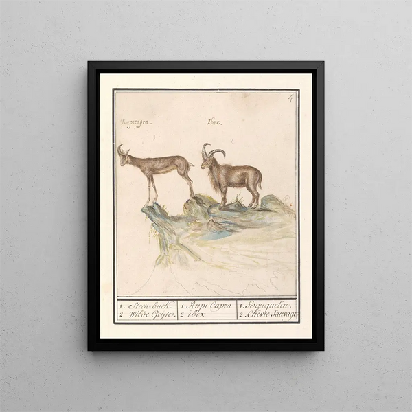 Chamois Rupicapra rupicapra and Alpine ibex Capra ibex painting 1 Steenbuck 2 Wilde Geijte - Anselmus Botius de Boodt — framed artwork on a wall