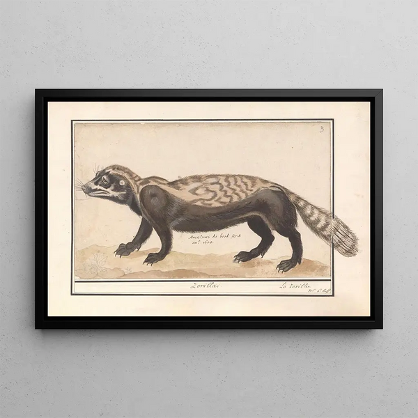 Zorille rayée ou zorille Ictonyx striatus - Anselmus Botius de Boodt — framed artwork on a wall
