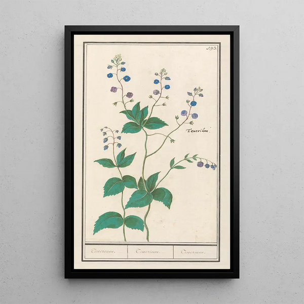 Veronique petit-chêne ou veronique germandrée Veronica chamaedrys teucrium teucrium teucrium - Anselmus Botius de Boodt