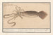 Common Calmar Loligo vulgaris, black cuttlefish Sepia Loligo, Teuton Sche cuttlefish or bouffrou - Anselmus Botius de Boodt — artwork view